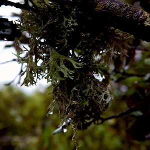 Farinose Cartilage Lichen - France  - collection de photos clin d'oeil, catégorie plantes